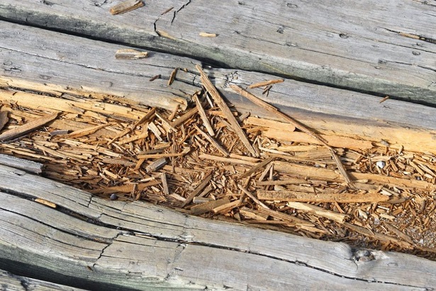 Deck Builders College Station, TX - Why are My Deck Boards Rotting