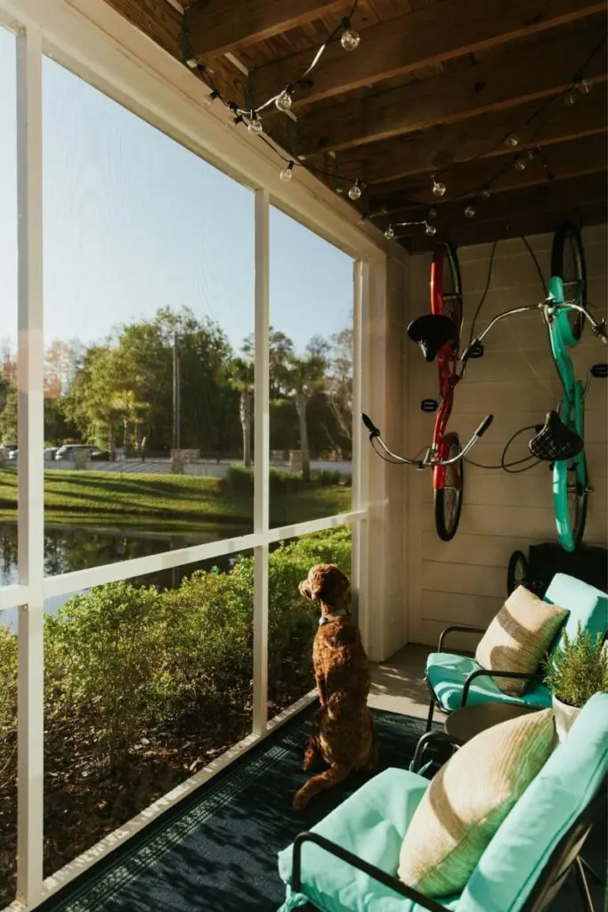 dog looking through the screened porch type